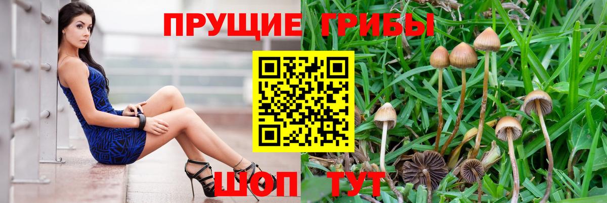 Псилоцибиновые грибы Psilocybe  Вход с VPN  как найти наркотики  Подольск 